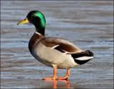 Le canard fait ___ ___ !