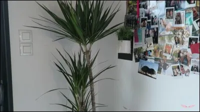 Comment s'appel l'arbre de Zoé ( présent sans sa chambre )