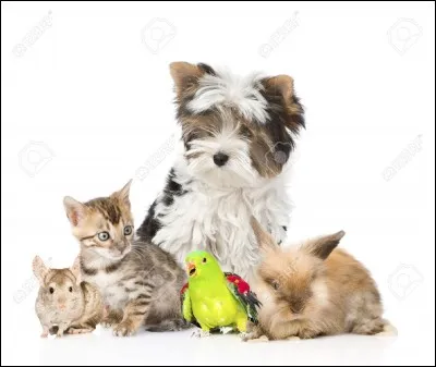 Quel est ton animal préféré ?