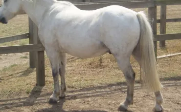 Quiz Galop 1