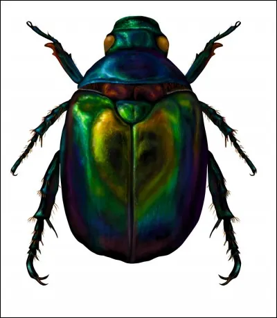 Quel mot est représenté par l'image ?