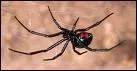 Comment se nomme l'araigne la plus dangereuse?