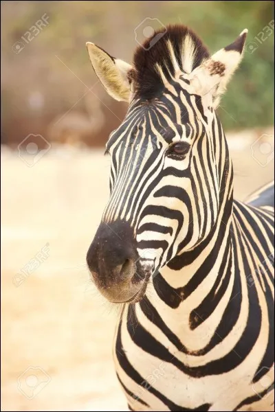 Quel mot vois-tu dans l'image ?