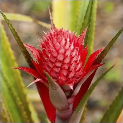 A quel fruit appartient cette fleur rosée ?