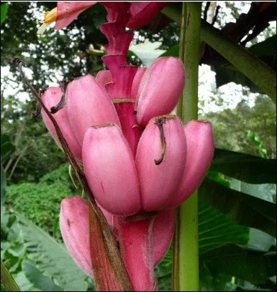 Originaire d'Amérique du Sud, cultivé pour la production du cacao, comment s'appelle le fruit du cacaotier ?