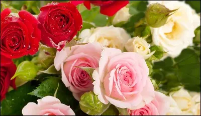 Qui chante "Mon amie la rose" ?