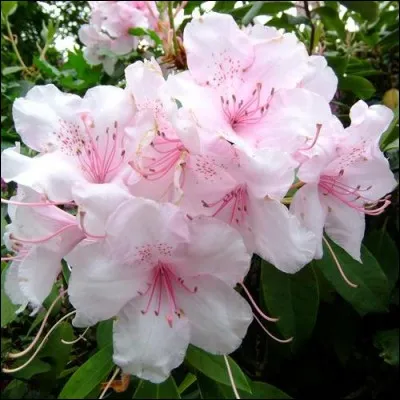 On l'appelait autrefois "rosage" ou "arbre à roses". Sous quelle appellation est commercialisé aujourd'hui cet arbuste ?