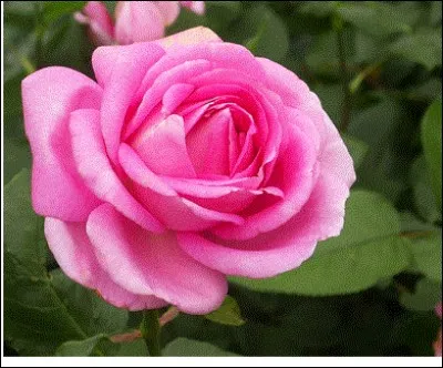 En France, quelle est la capitale de la confiserie à la rose ?