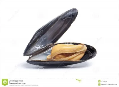 Quel mot représente l'image ?