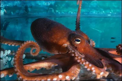 Quel mot représente l'image ?