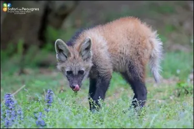 Trouvez le bon canidé !