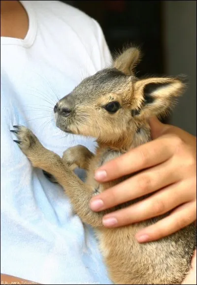 Trouvez le nom de ses parents !