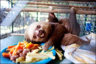 Cliquez sur papa, ou sur maman !