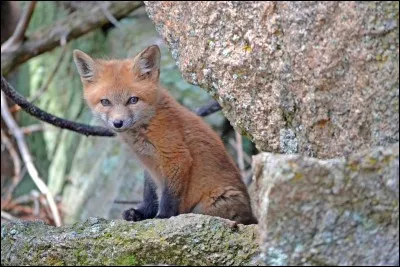 Trouvez le nom de ses parents !