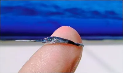 A la fin de l'envoi, touchez !