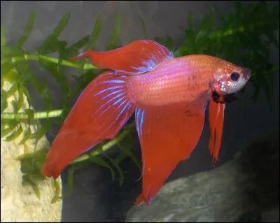 Quel est ton poisson préféré ?