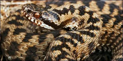 Jusqu'à combien de fois par an la vipère aspic peut-elle muer durant sa période active ?