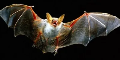 De quoi la chauve-souris se nourrit-elle ?