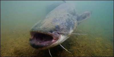Le silure est un poisson d'eau de mer.