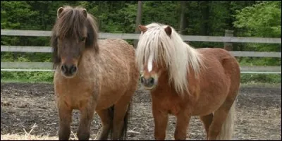 Quelle est la femelle du poney ?