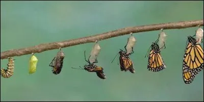 Comment s'appelle le stade intermédiaire entre la larve et l'âge adulte chez le papillon ?