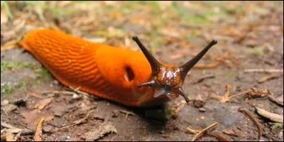 Un mollusque possède des vertèbres.