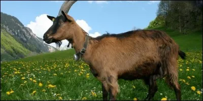 Que peut-on produire à partir de la chèvre ?