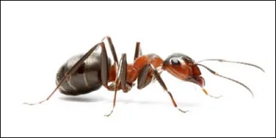 Quel est le cri de la fourmi ?