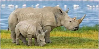 Combien d'orteils terminent la patte du rhinocéros ?
