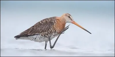 Quel est l'autre nom du limosa ?