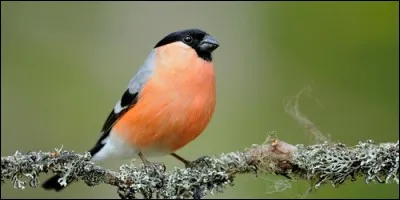 Le bouvreuil est un passereau.