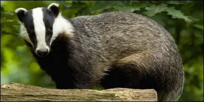 À quelle famille appartient le blaireau ?