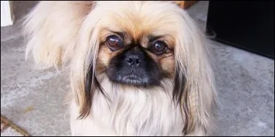 Quelle est la race de ce chien ?