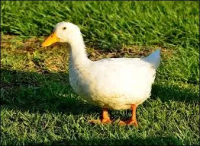 Comment dit-on le mot "canard" en espagnol ?