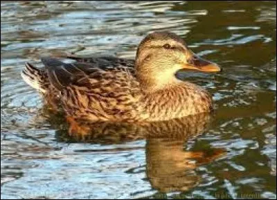 Quel nom donne-t-on à la jeune femelle canard ?