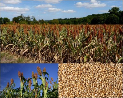Botanique : Cette graminée originaire d'Afrique est la cinquième céréale cultivée dans le monde. Sans gluten, elle est riche en amidon et en protéines...