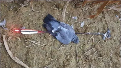 Un indice : Mimi-Siku !