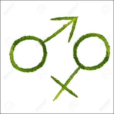 Lequel de ces mots est féminin ?