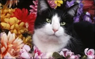 Danse populaire, en vogue à Paris au début du XXe siècle, caractéristique des bals musettes : ja...