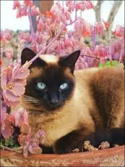 Plante à bulbe, aux fleurs très parfumées : ja...