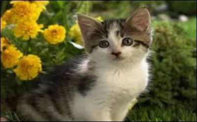 Protection en papier comprenant deux rabats repliés sur la couverture d'un livre : ja...