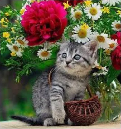 Terre cultivable laissée au repos : ja...