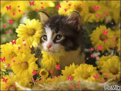 Familièrement, la pie : ja...