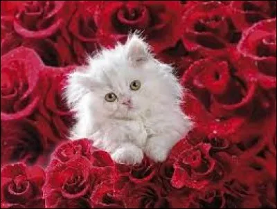 En droit, relatif aux biens qui n'ont pas de propriétaire connu : ja...