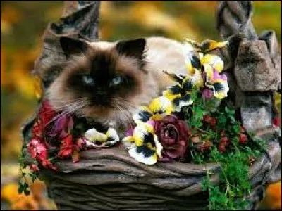 Aboyer en parlant des jeunes chiens : ja...