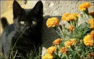 Récit des vies antérieures du Bouddha : ja...