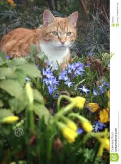 Piquet ou marque quelconque, planté en terre comme repère : ja...