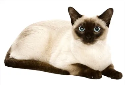 De quelle race ce chat est-il ?
