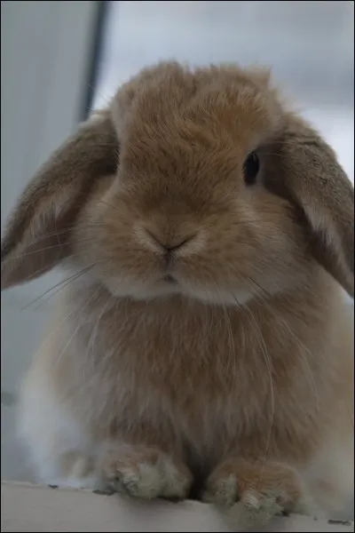 De quelle race ce lapin est-il ?