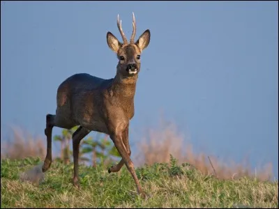 Quel est cet animal ?